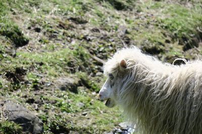 White horse in a field