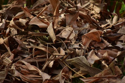 Close-up of dry leaves on field