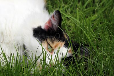 Close-up of rabbit on field