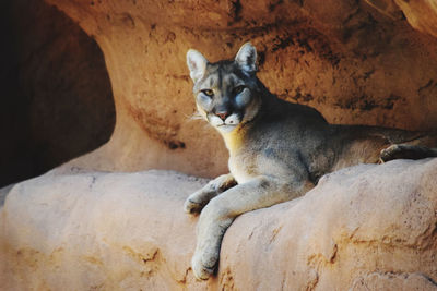 Cat sitting on rock