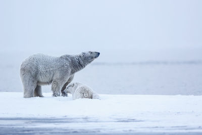 Polar bears on snow covered landscape by lake