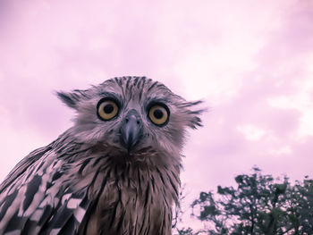 Close-up portrait of owl against sky