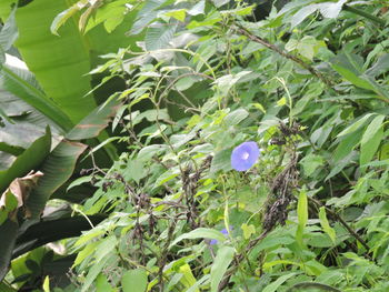 Close-up of plants