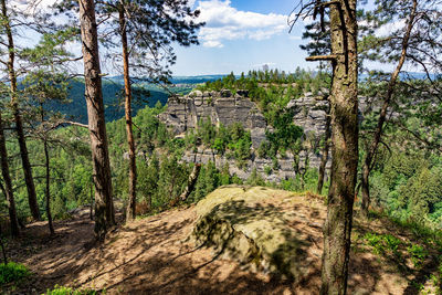 Scenic view of forest against sky