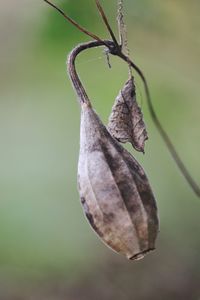 Close-up of dried leaf on plant