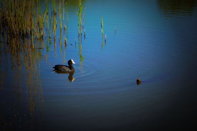 Ducks swimming in lake