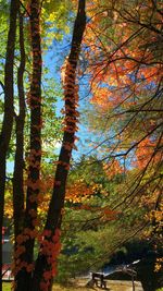 Trees in park