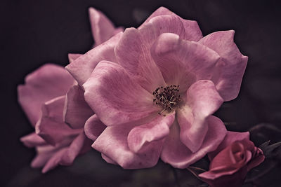 Close-up of pink rose flower