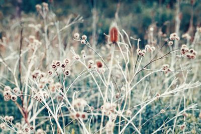 Close-up of flowering plant on field