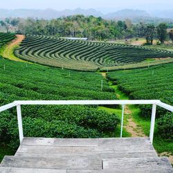 Scenic view of agricultural field