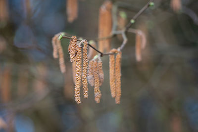 Close-up of plant against blurred background