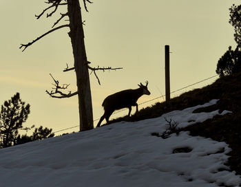 View of a horse on snow covered field