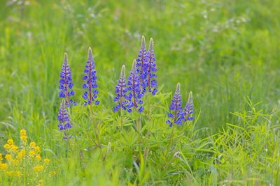 Close-up of fresh purple lavender flowers on field