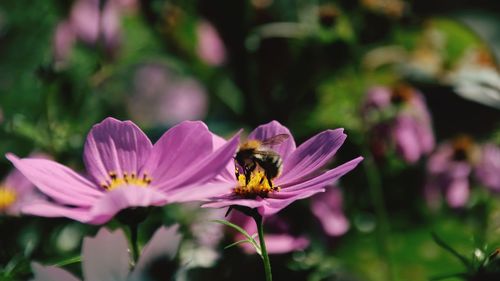 Close-up of bee pollinating flower