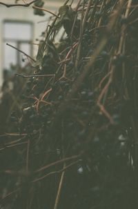 Close-up of dry plants on land