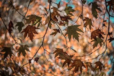 Close-up of maple leaves on branch