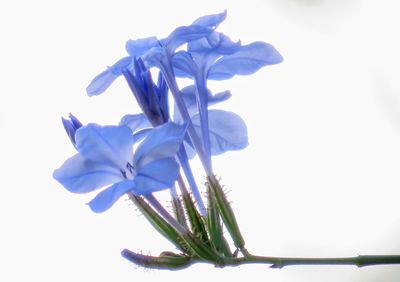 Close-up of flowers against white background