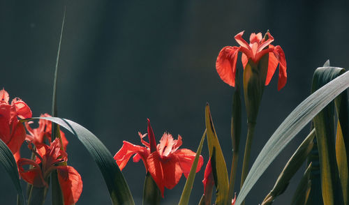 Close-up of red flowers blooming outdoors