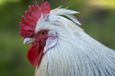 Close-up of a bird