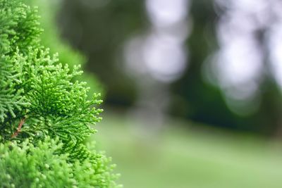 Close-up of fresh green plant