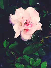 Close-up of pink rose