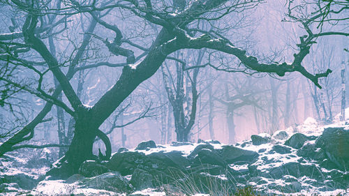 Pine trees in forest during winter