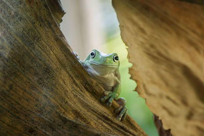 Close-up portrait of frog on dry leaf