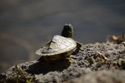 Close-up of shell on rock