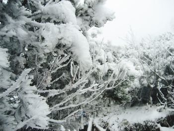 Close-up of frozen plants on land