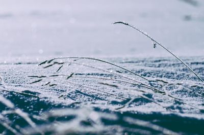 Close-up of snow on shore against sky