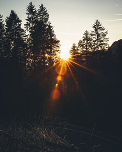 Sunlight streaming through trees in forest during sunset