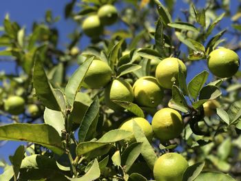 Close-up of fruits growing on lime  tree