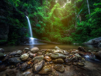 Scenic view of waterfall in forest