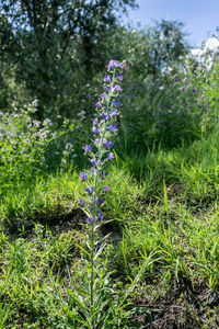 Close-up of purple lavender flowers