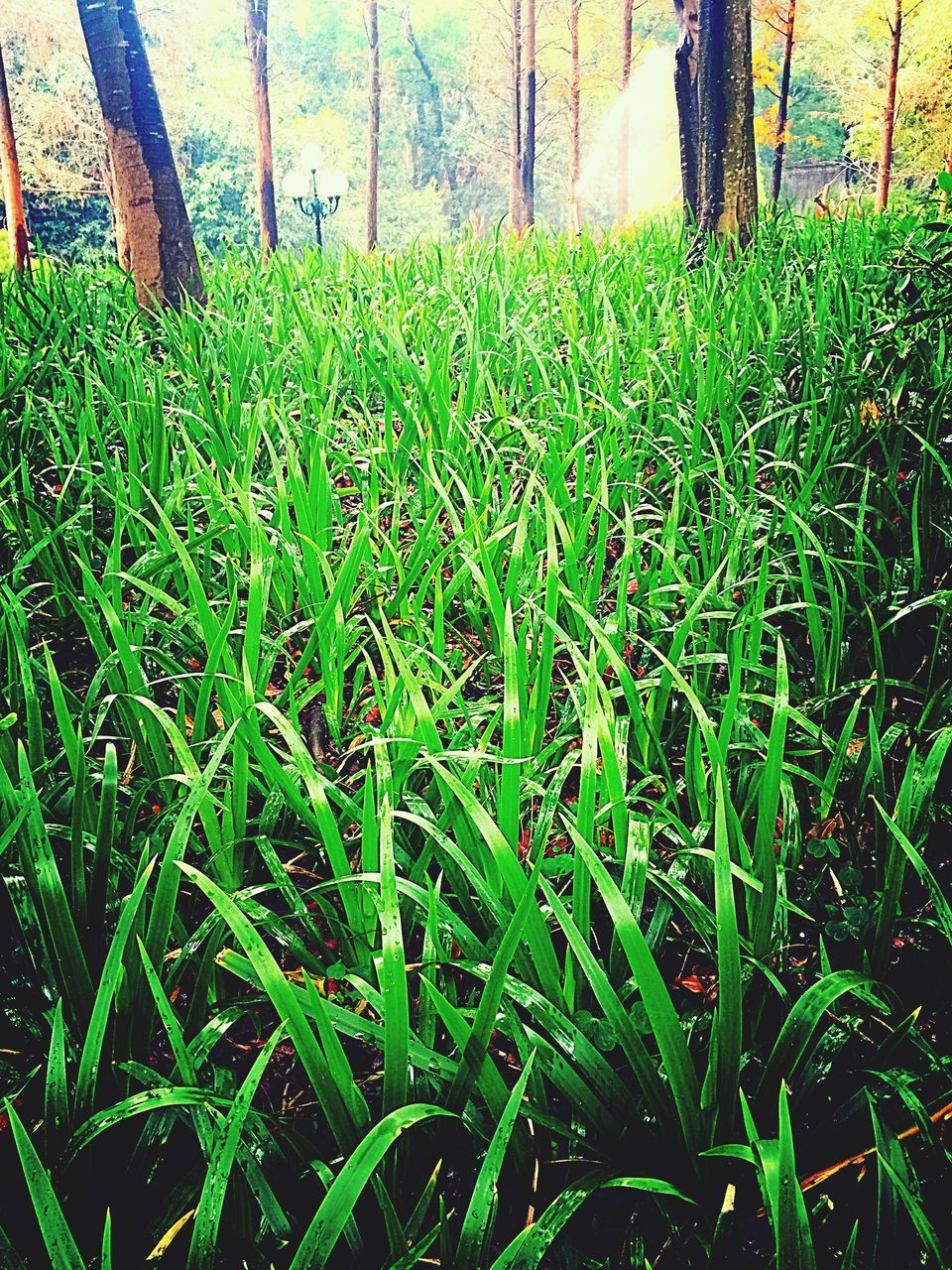 grass, green color, growth, grassy, field, nature, plant, sunlight, lawn, tranquility, beauty in nature, high angle view, day, outdoors, no people, park - man made space, green, growing, blade of grass, shadow