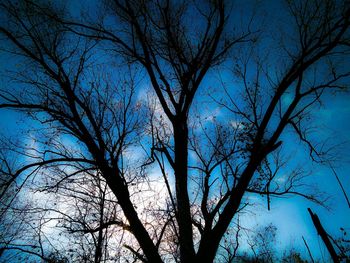 Low angle view of bare trees against blue sky