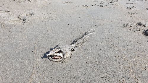 High angle view of crab on sand