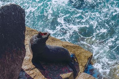 High angle view of sea lion