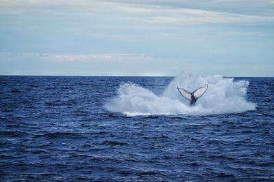 Whale splash