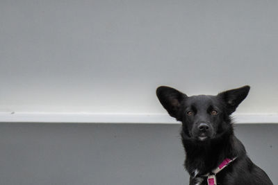 Portrait of black dog against wall