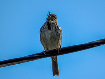 Low angle view of bird perching on cable against blue sky