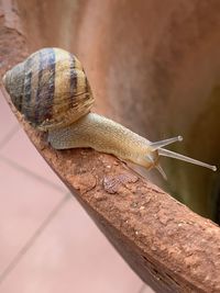Close-up of snail on wood