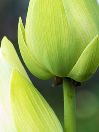 Close-up of lotus lily leaves