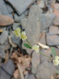 Close-up of flowers blooming outdoors