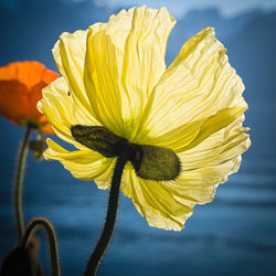 Close-up of yellow rose flower