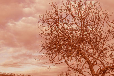 Low angle view of bare tree against sky during sunset