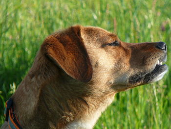 Dog looking away on field