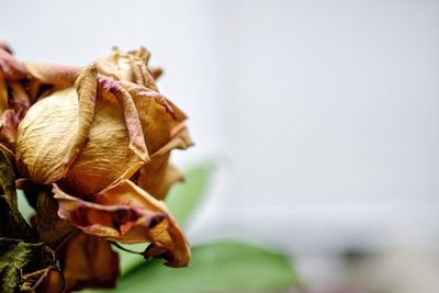 Close-up of wilted rose plant