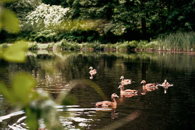 Ducks swimming in lake