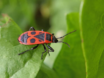 Close-up of firebug on leaf